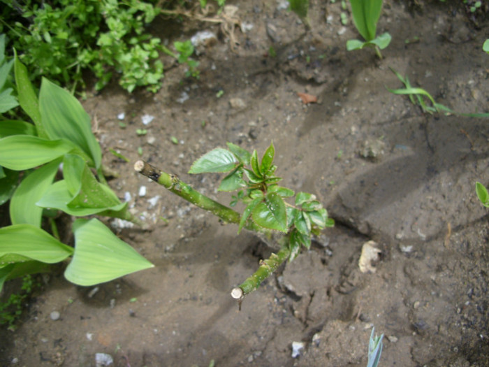 SDC12211 - Flori 2012 aprilie-mai