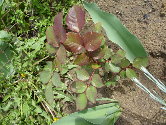 SDC12214 - Flori 2012 aprilie-mai