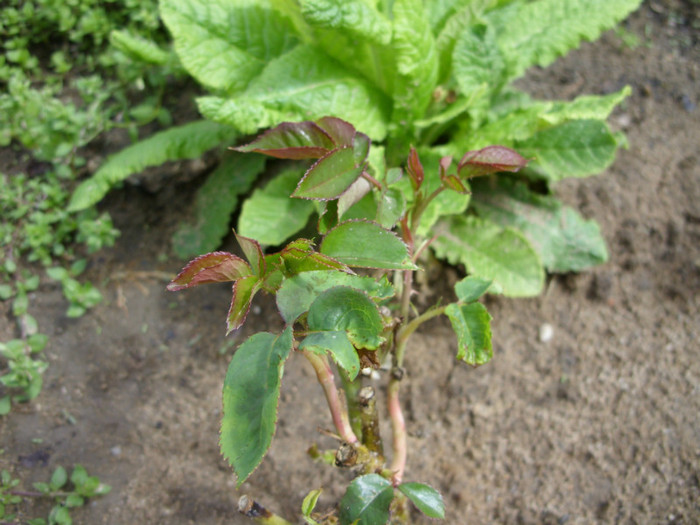 SDC12216 - Flori 2012 aprilie-mai