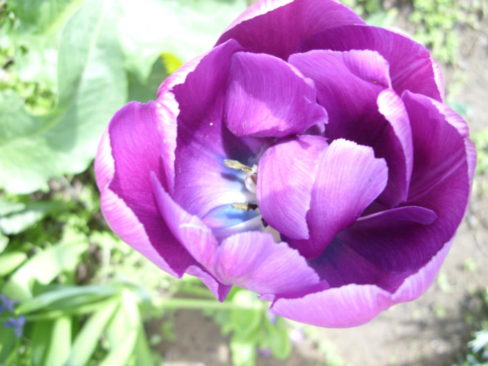 SDC12219 - Flori 2012 aprilie-mai