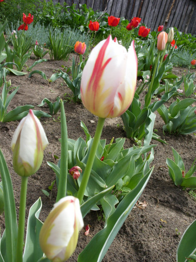 SDC12221 - Flori 2012 aprilie-mai