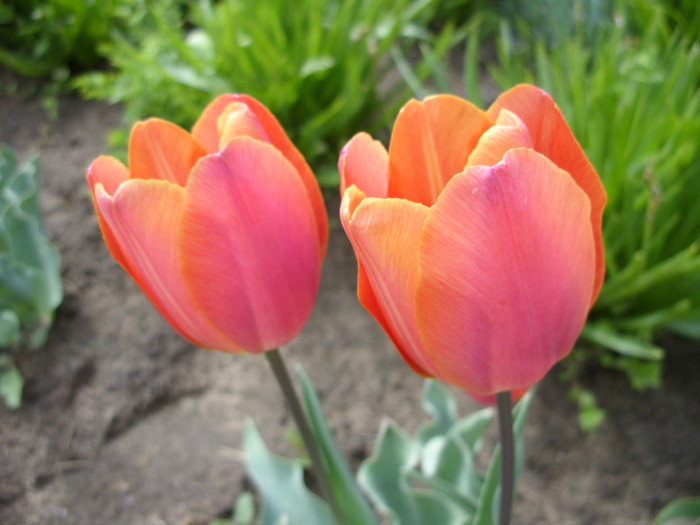 SDC12222 - Flori 2012 aprilie-mai