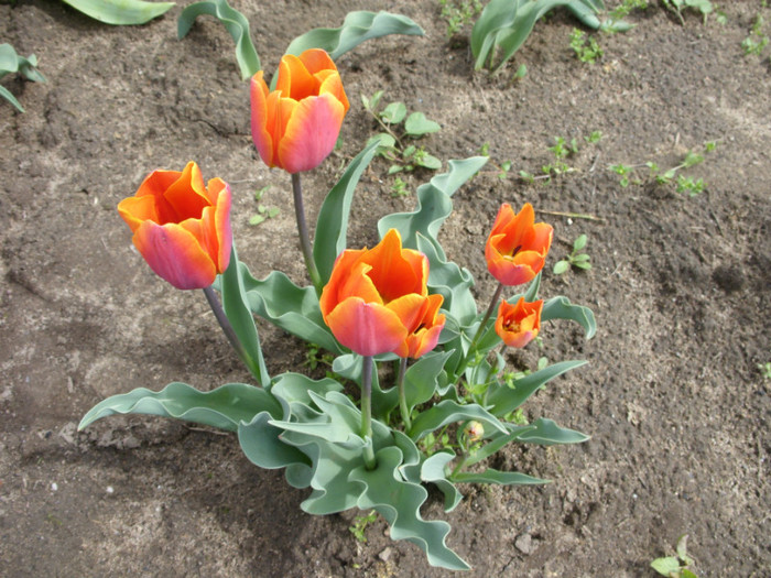 SDC12225 - Flori 2012 aprilie-mai