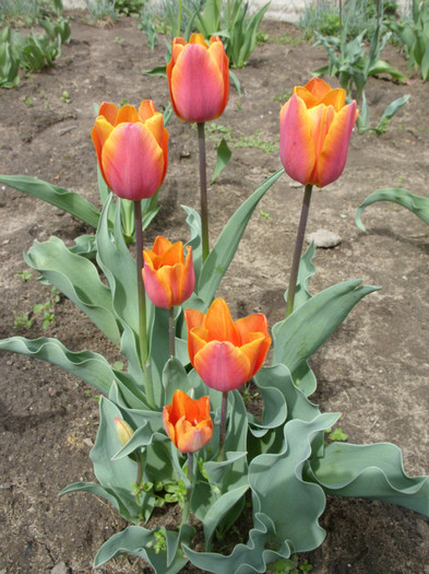 SDC12226 - Flori 2012 aprilie-mai