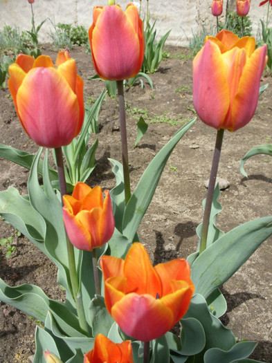 SDC12227 - Flori 2012 aprilie-mai