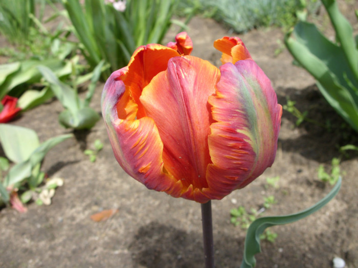 SDC12229 - Flori 2012 aprilie-mai