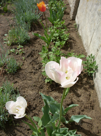 SDC12233 - Flori 2012 aprilie-mai