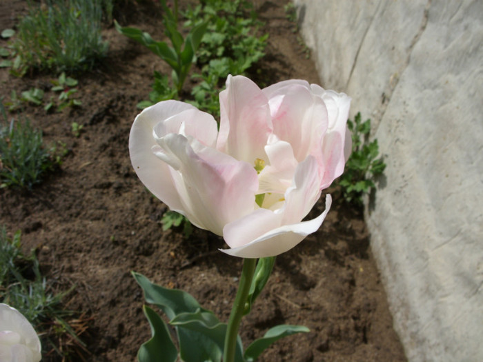 SDC12234 - Flori 2012 aprilie-mai