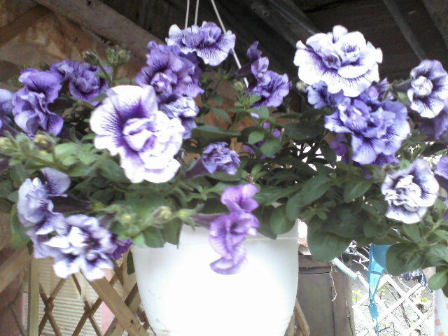 petunia cumnatei mele - Florile mele