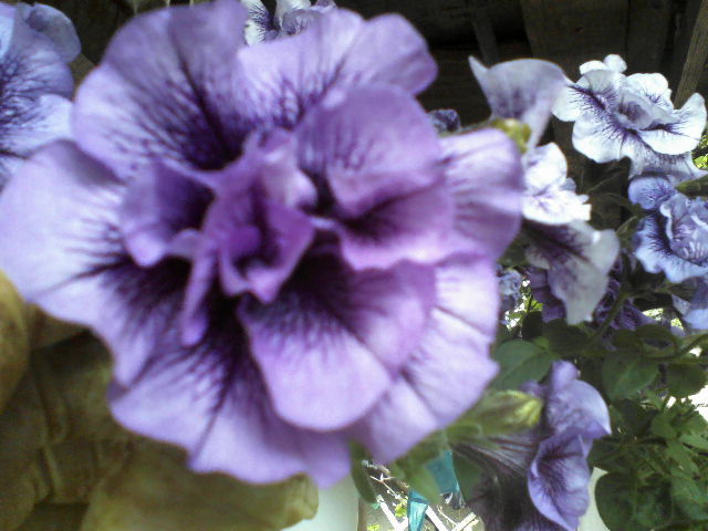 P15-05-12_10.56[2] - Florile mele