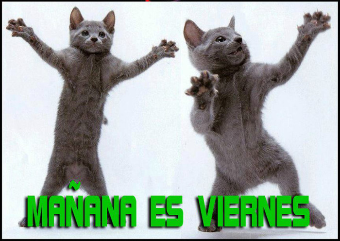 miaaaaaaaaaauuuuuu