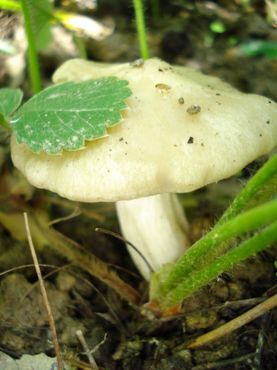 ciupercute de prun, 18.05.2012