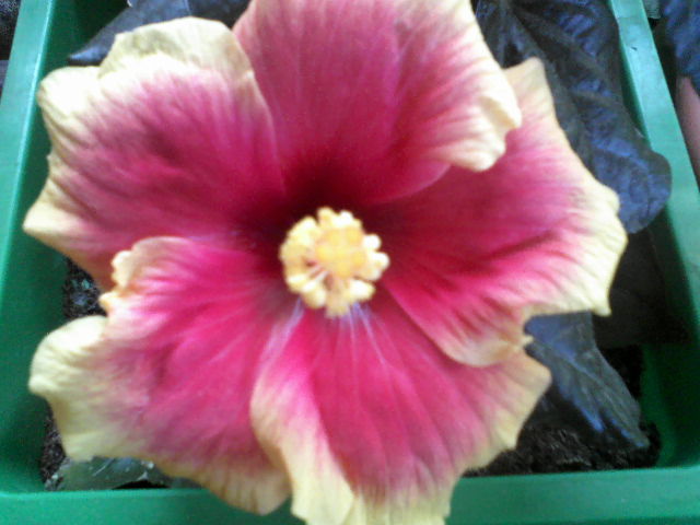 P16-05-12_16.25[1] - hibiscus