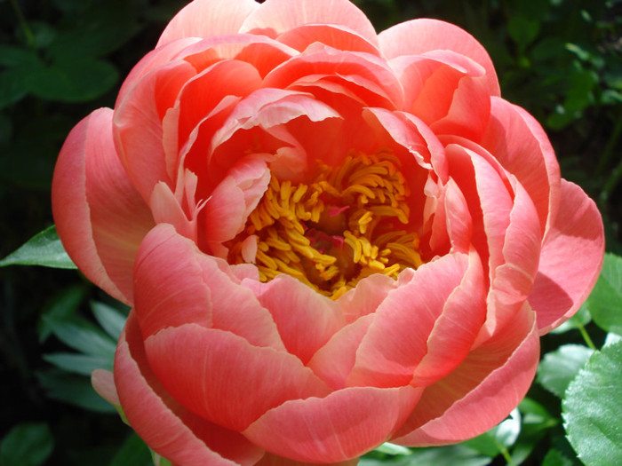 DSC09972 - Bujori 2012