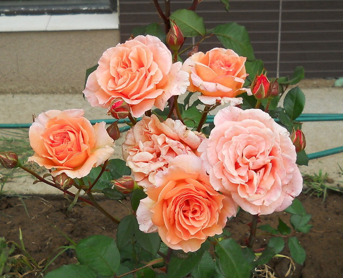 DSCN8527 - trandafiri 2012