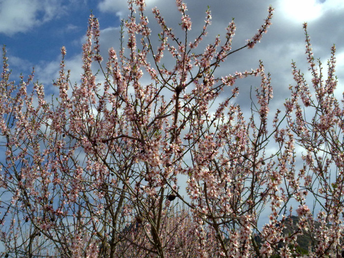 migdali in floare; almendros que dan alegria
