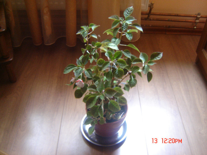 50 - flori