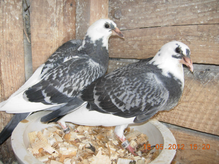 masculul este vandut la ploiesti