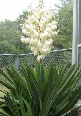 yucca - uuuuuuuuuuu