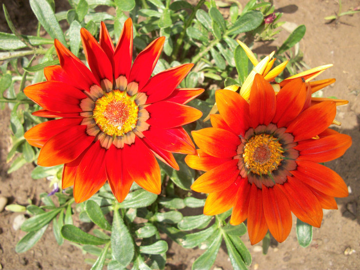 18 mai 2012 - gazania 2012