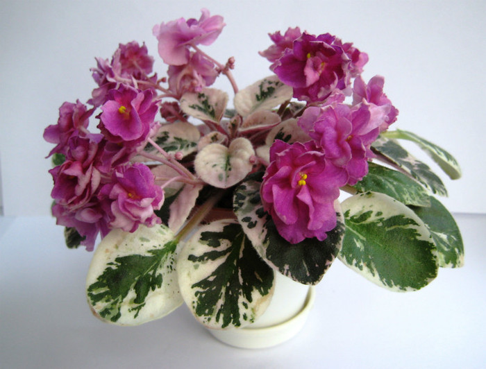 Deans Faded Rose - VIOLETE AFRICANE