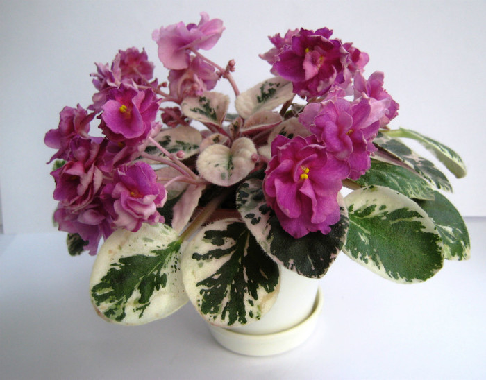 Deans Faded Rose - VIOLETE AFRICANE