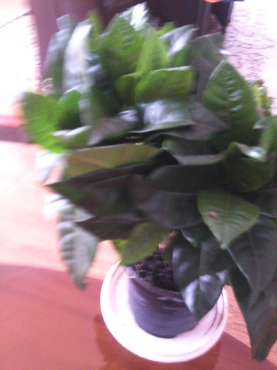 gardenia -msr.