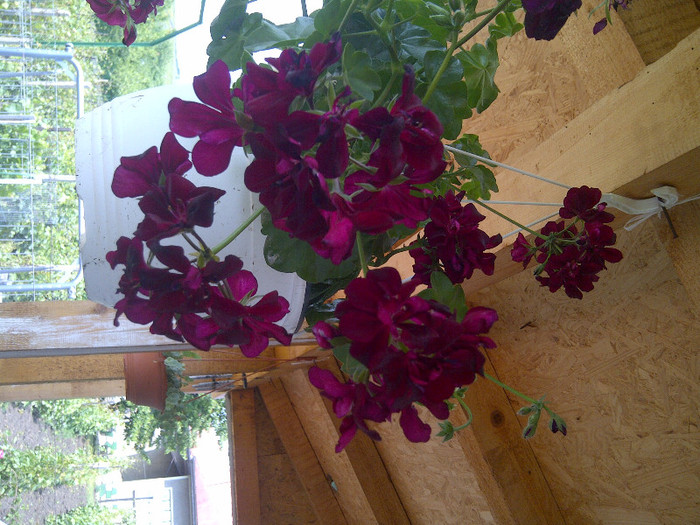 muscata - flori de gradina 2012
