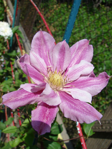 DSC09455 - Clematis