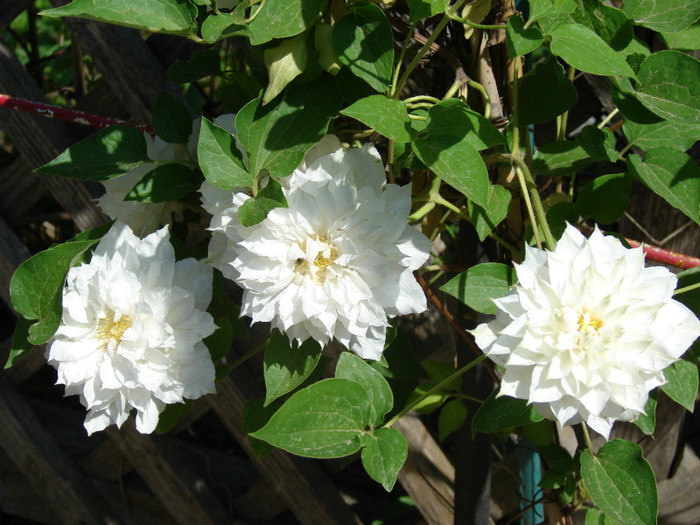 DSC09458 - Clematis