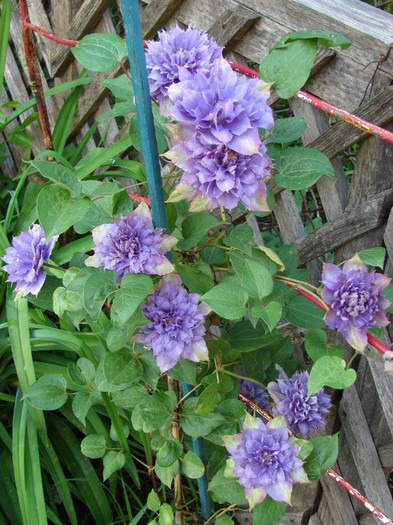 DSC09474 - Clematis