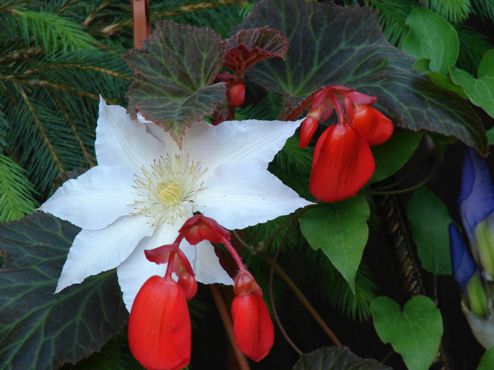 DSC09479 - Clematis