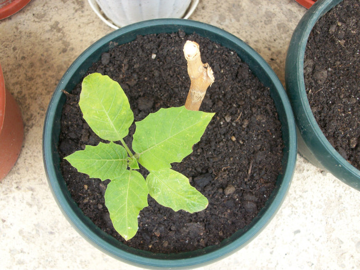 brugmansia tripla crem - 1 ACHIZITII PLANTE 2012
