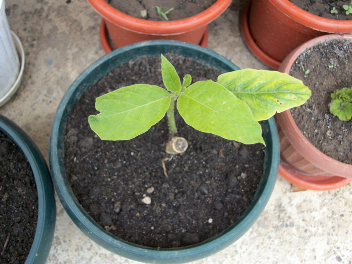 brugmansie simpla crem - 1 ACHIZITII PLANTE 2012