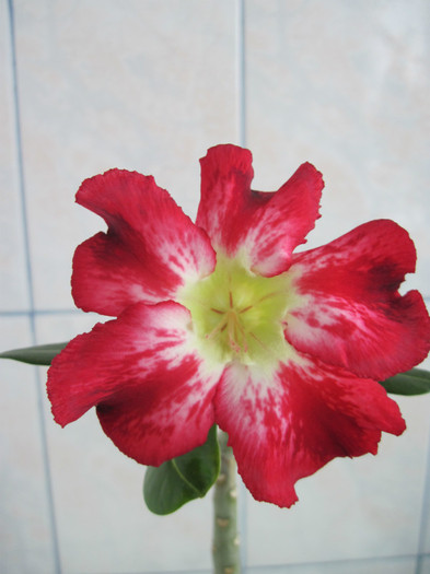 15 mai 2012 - adenium necunoscut