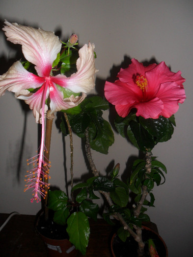 Hibiscus Rowenas Weeding   Cancun