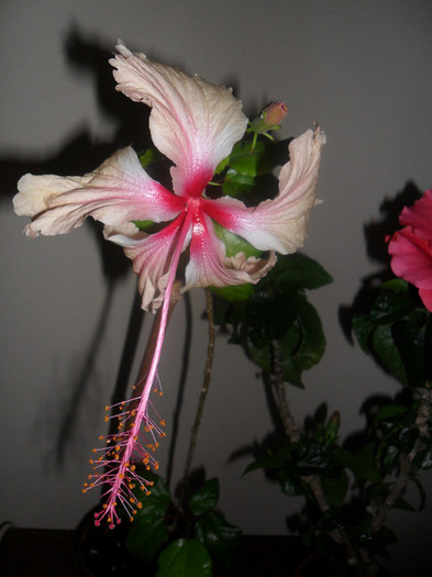 Hibiscus Rowenas Weeding