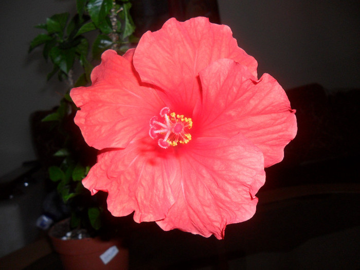 Hibiscus Cancun