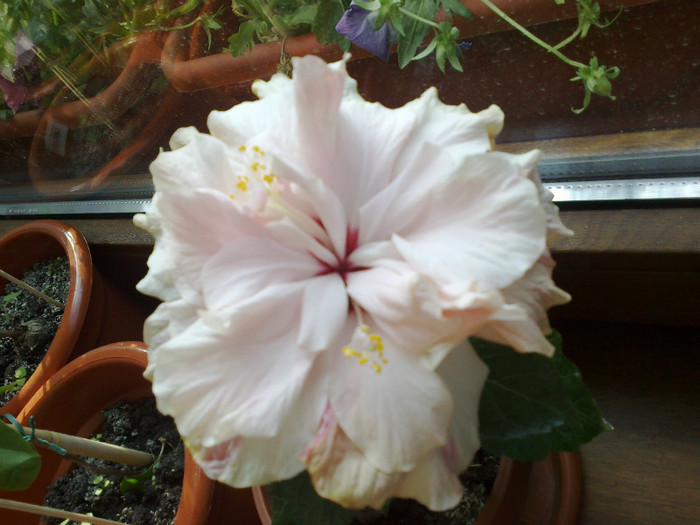 zaragoza - hibiscus