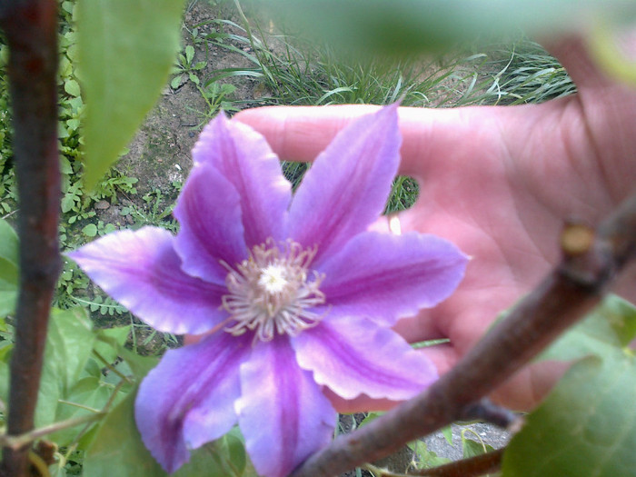 09052012423 - clematis