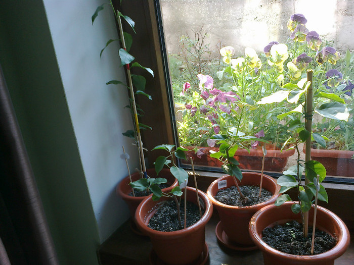 grup de bouga - bougainvillea