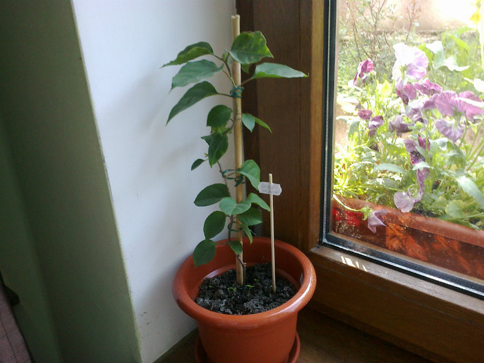 bouga galbena - bougainvillea