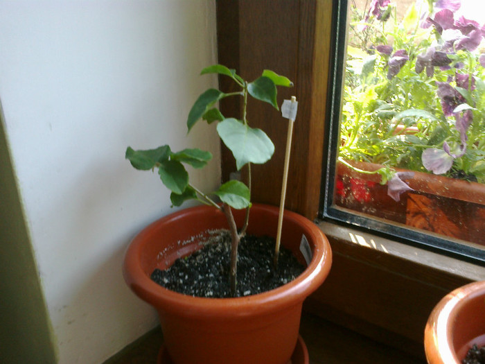 bouga corai - bougainvillea