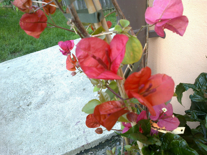 19052012493 - bougainvillea