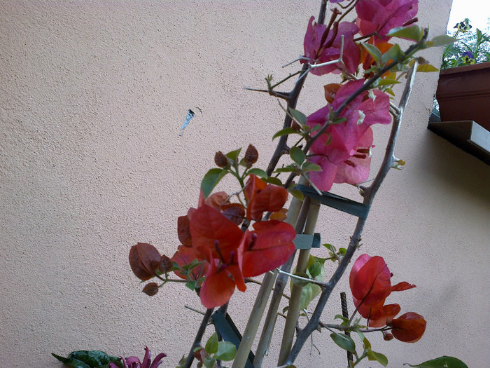 19052012495 - bougainvillea