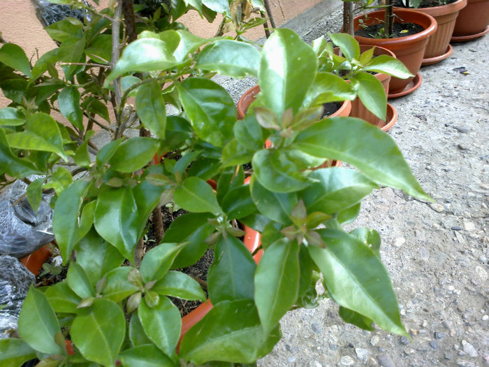 19052012496 - bougainvillea