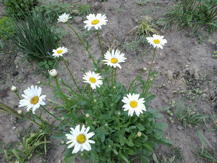 13052012447 - gradina