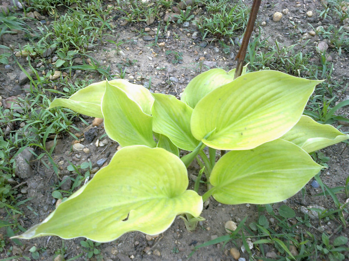 13052012451 - gradina