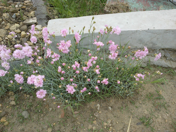 13052012457 - gradina