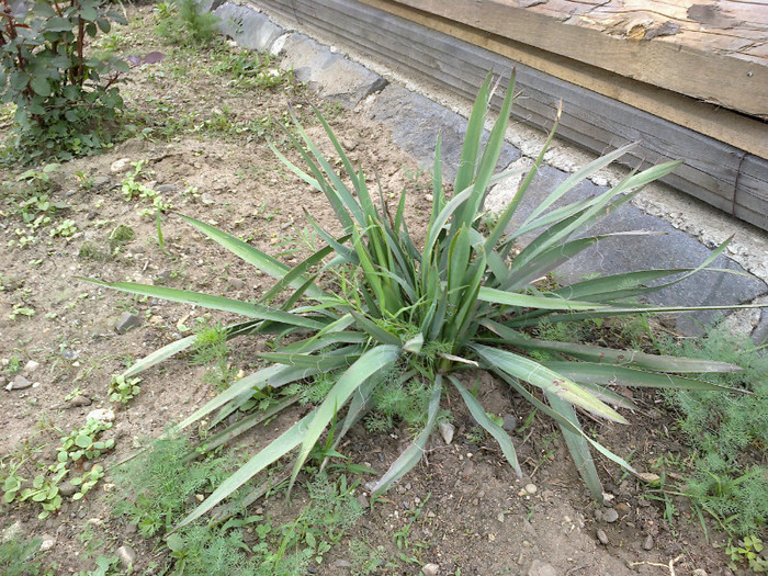 13052012459 - gradina